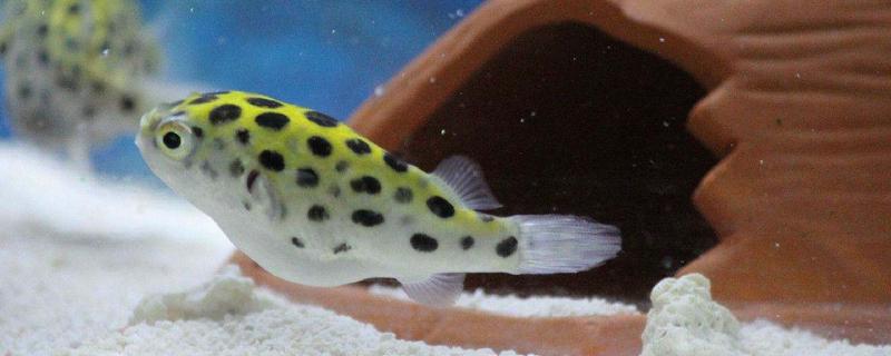 河豚生活在哪里 河豚是魚類嗎 河豚可以當寵物養嗎