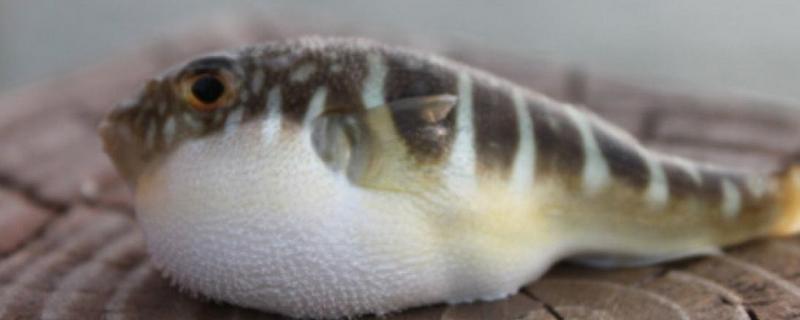 河豚怎么吃 河豚能吃嗎