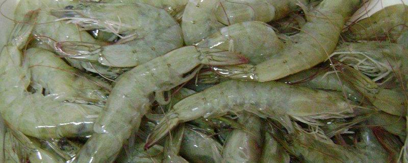 凡納濱對(duì)蝦好吃嗎 凡納濱對(duì)蝦特點(diǎn)介紹