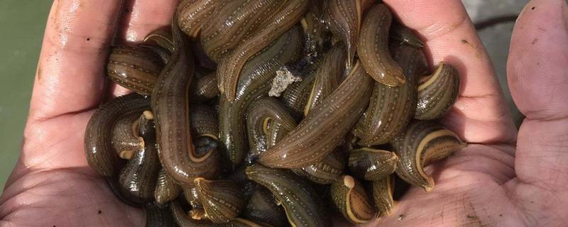 水蛭怎么殺死 水蛭為什么怕鹽