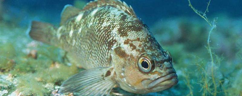 石斑魚好吃嗎 石斑魚怎么殺 石斑魚刺多嗎