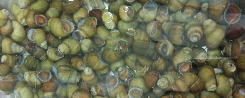 田螺養(yǎng)殖一畝產(chǎn)多少斤 田螺養(yǎng)殖成本和利潤(rùn)分析