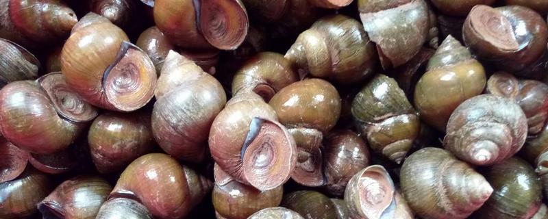 大田螺能吃嗎 大田螺怎么吃 大田螺吃什么