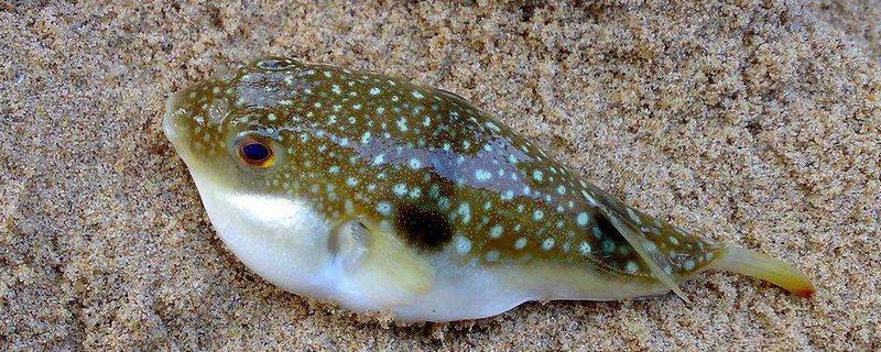 河豚毒素有解藥嗎 河豚毒素在河豚哪個(gè)部位 河豚為什么有毒