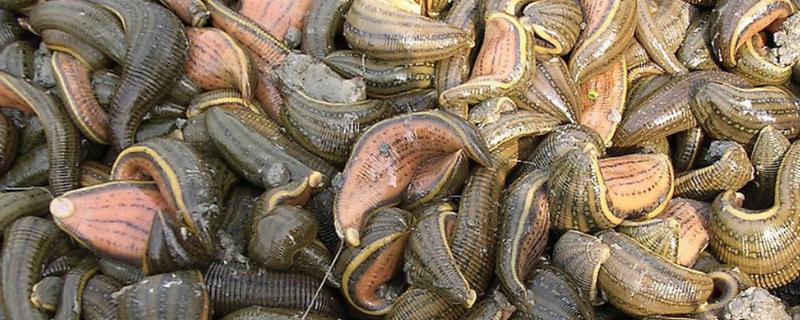 水蛭養殖要求有哪些 水蛭養殖池的建造方法（圖解）