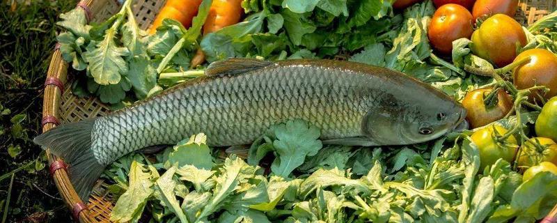 一畝魚塘能養多少草魚 養一斤草魚要多少飼料
