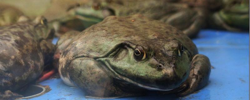 非洲牛蛙壽命有多長 非洲牛蛙飼養環境
