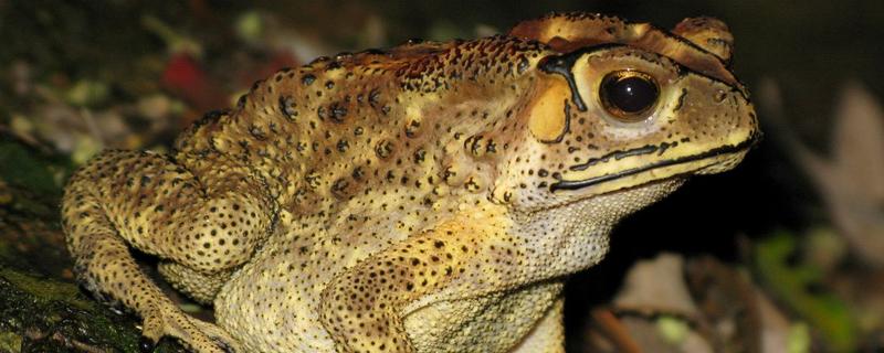 蟾蜍是五毒之首嗎 蛇吃蟾蜍嗎