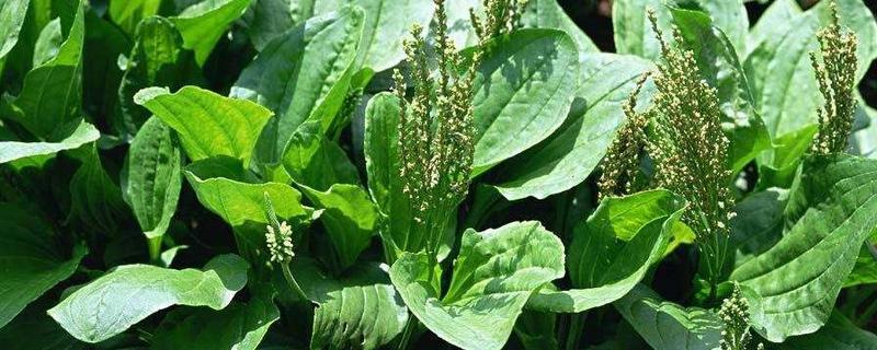 蛤蟆衣和車前草的區別是什么 蛤蟆衣草的副作用