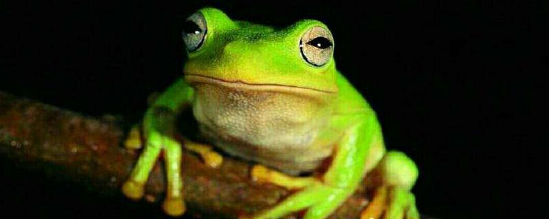 全身綠色的青蛙有毒嗎 綠色大嘴唇青蛙叫什么