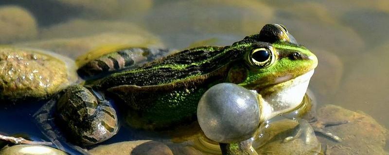 青蛙壽命有多長 青蛙是怎樣避暑的