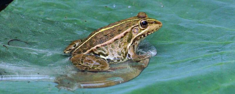 青蛙是益蟲嗎 一只青蛙有幾條腿