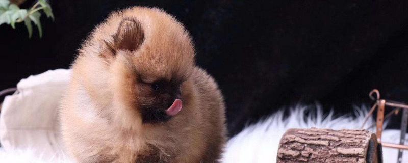 博美犬能長多大 博美犬能活多少年