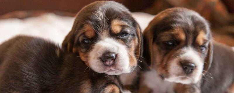 比格犬掉毛嗎 比格犬能長多大