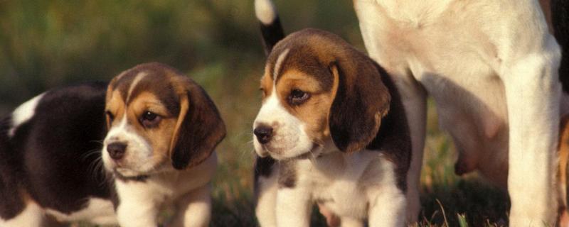 比格犬和巴吉度的區(qū)別是什么 比格犬和巴吉度哪個好