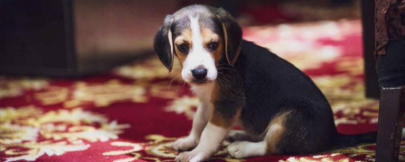 比格犬為什么很少人養(yǎng) 比格犬適合家養(yǎng)嗎