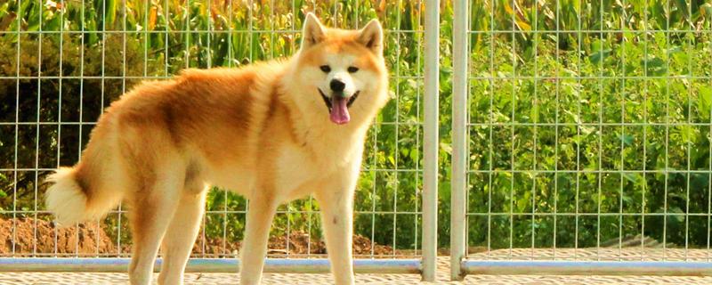 秋田犬好養嗎 秋田犬怎么訓練