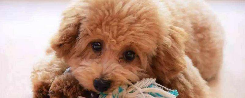 泰迪犬什么顏色最貴 泰迪犬怎么看純不純