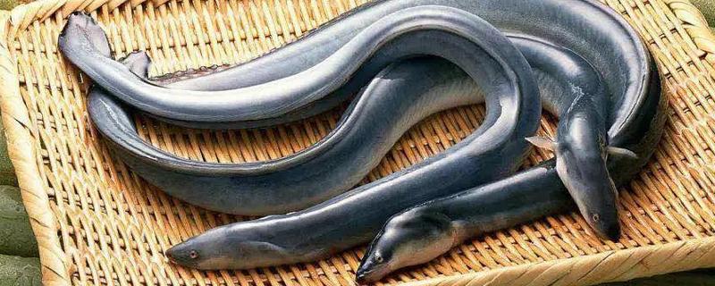 鰻魚怎么殺 殺鰻魚的技巧