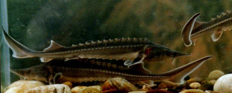 中華鱘魚皮怎么去除 中華鱘哪個部位有毒