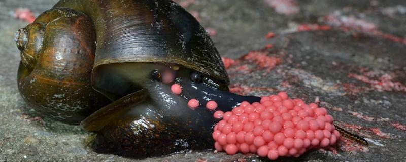 福壽螺的卵有毒嗎 福壽螺的紅色卵可以用手摸嗎