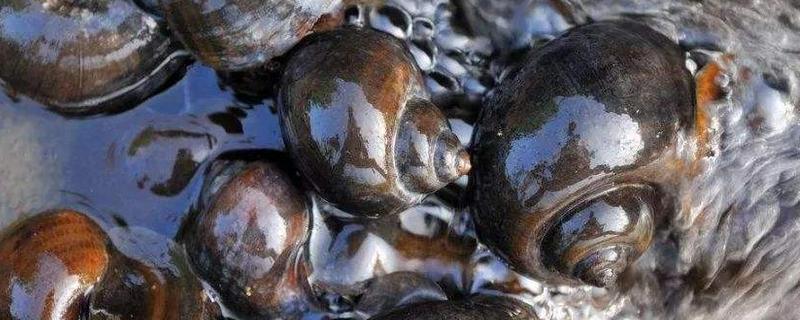 福壽螺怎么吃 福壽螺怎么做好吃又簡單