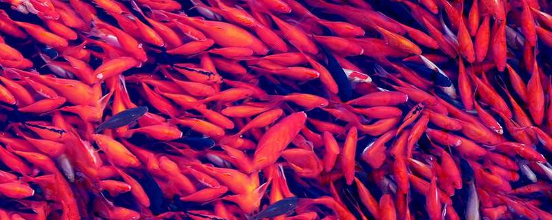 紅鯉魚能吃嗎 鯉魚刺多嗎 什么人不能吃鯉魚