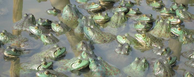 牛蛙是青蛙嗎 牛蛙和青蛙的區別是什么