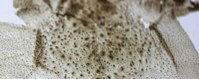 蟾蜍皮怎么吃 蟾蜍皮有毒嗎