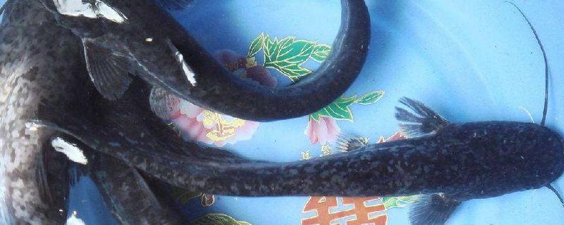 在家養鯰魚喂什么食物 鯰魚可以養在魚缸里嗎