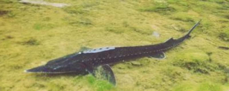 鱘魚怎么釣 鱘魚吃什么