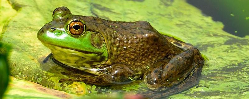 晚上青蛙為什么會叫個不停 青蛙生活在哪里