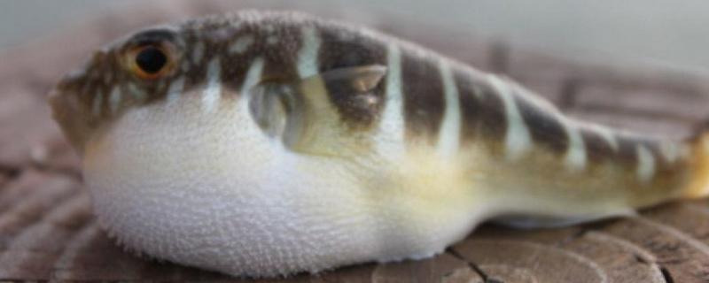 河豚怎么殺 河豚怎么處理才沒毒