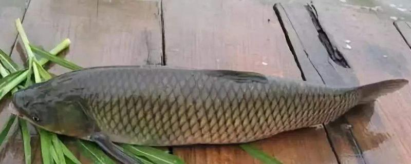 草魚和鯉魚哪個好吃 草魚和鯉魚哪個貴