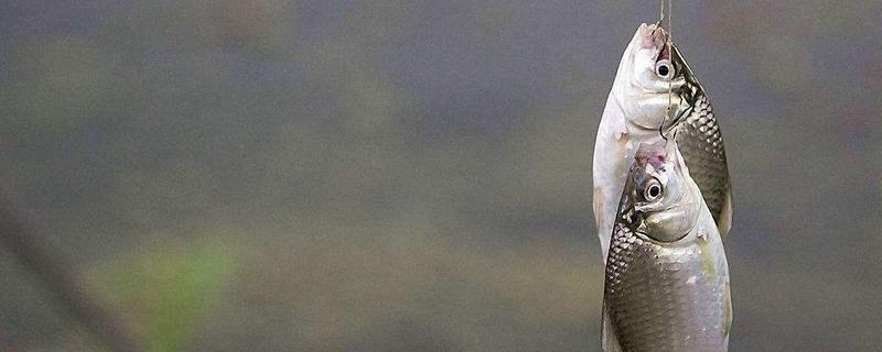 釣鯽魚用幾號鉤 釣鯽魚用什么餌料最好