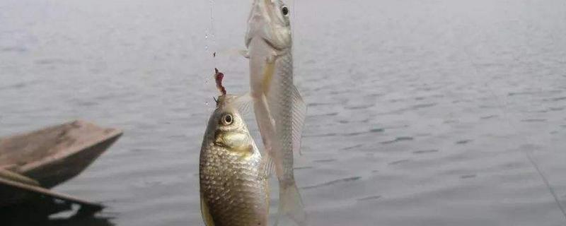 用什么釣鯽魚 釣鯽魚怎么打窩