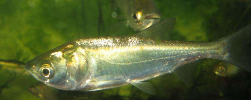 白鰱魚為什么那么便宜 釣白鰱魚怎么調漂