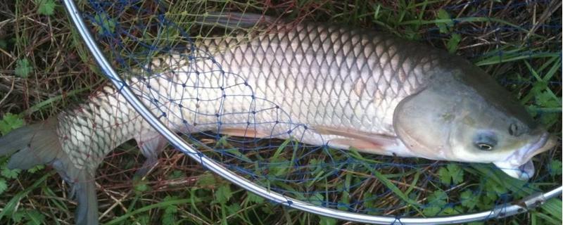 草魚喜歡吃什么餌料 草魚喜歡吃什么草