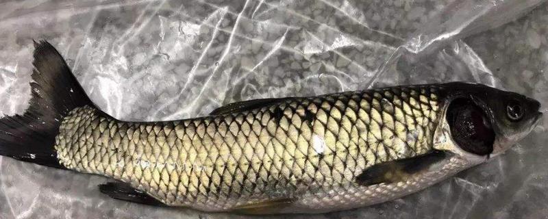 草魚是什么魚 草魚一年能長多少斤