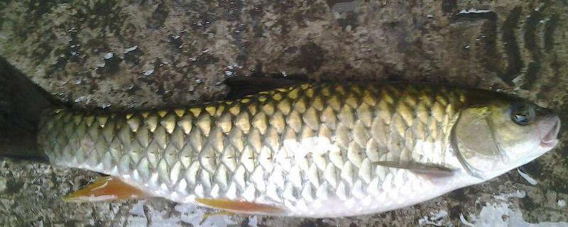 草魚刺多嗎 如何去草魚小刺