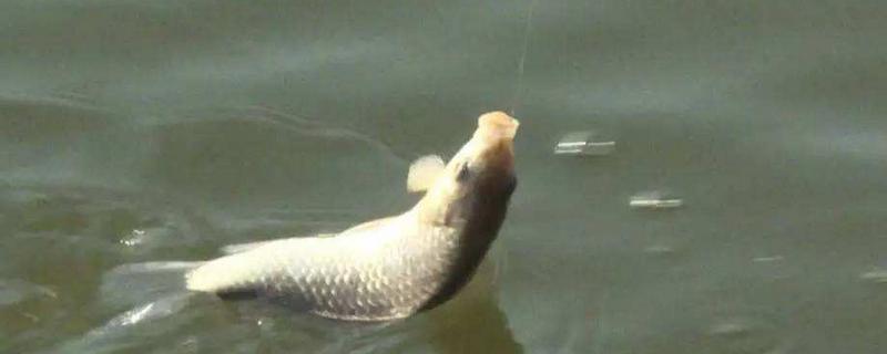 釣草魚用什么餌最好 野釣草魚釣底還是釣浮