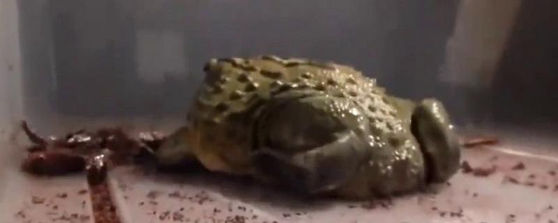 非洲牛蛙可以吃嗎 非洲牛蛙有毒嗎