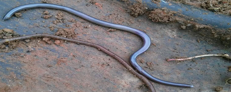 世界上最小的蛇是什么蛇 蛇有多少種