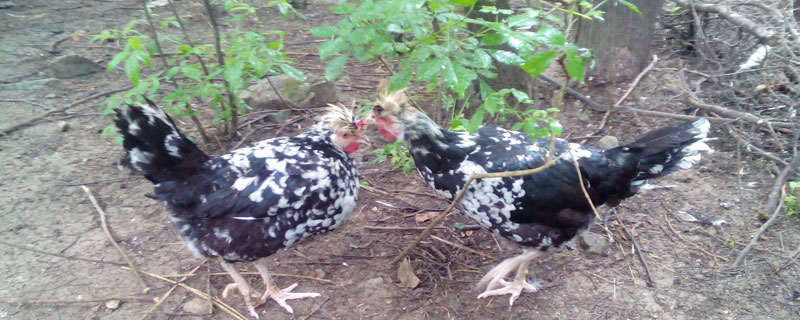 什么是貴妃雞 貴妃雞下蛋多嗎