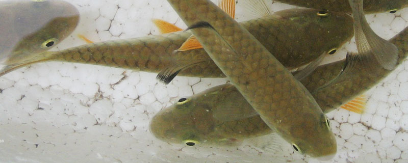 軍魚和草魚的區別是什么 軍魚市場價格多少錢一斤