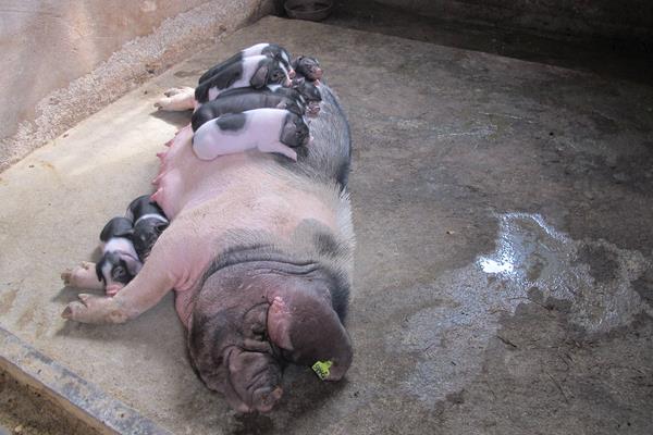 母豬飼料配方，妊娠期、哺乳期及產(chǎn)后飼料搭配