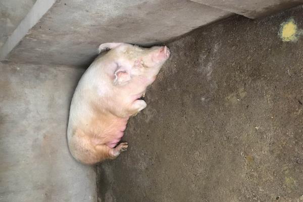 母豬飼料配方，妊娠期、哺乳期及產(chǎn)后飼料搭配