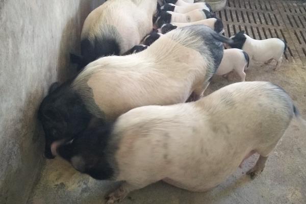 母豬飼料配方，妊娠期、哺乳期及產(chǎn)后飼料搭配