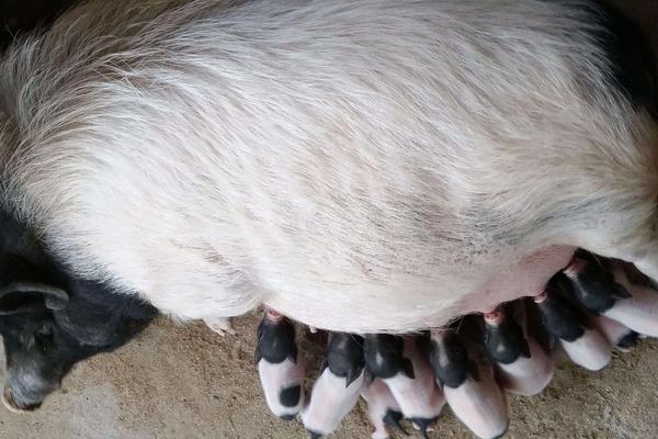 母豬飼料配方，妊娠期、哺乳期及產(chǎn)后飼料搭配