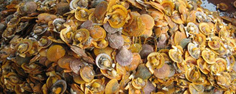 紅扇貝和白扇貝的區別是什么 紅殼扇貝為什么便宜